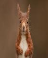 Red Squirrel