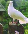 Half a pair of turtle doves