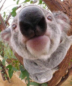 Koala Kerry