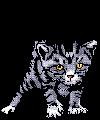 kittenkat