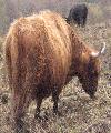 Heelandcoo