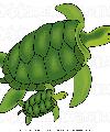 Turtlemama